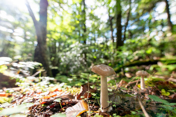 Mushrooms in the forest