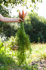 Vegetable harvest, organic dirty carrot.