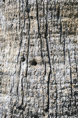 A close up view of a old tree for backgrounds or wallpapers 