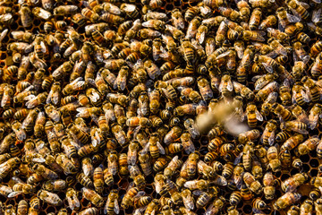 Bees on the honeycomb. Apicultural concept. Bees background