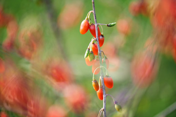 Goji berry - Twig filled with fresh goji berries