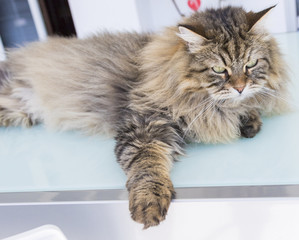 Brown cat of livestock, siberian purebred. Adorable domestic pet with long hair outdoor