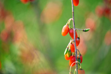 Goji berry - Twig filled with fresh goji berries