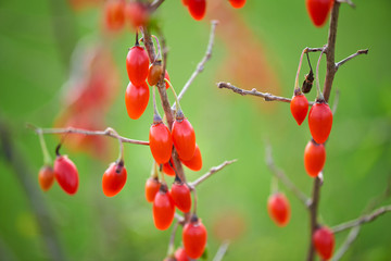 Goji berry - Twig filled with fresh goji berries