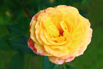 yellow rose close-up on a green background