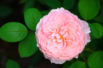 pink rose close-up on a green background