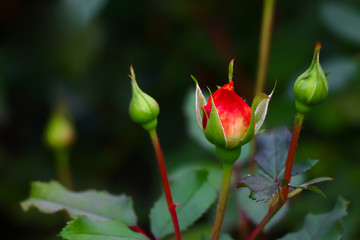 rose bud close-up on a green background