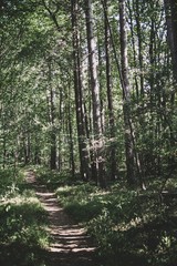 Path through the dark forest