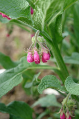 Beinwell, Comfrey, Beinwurz, Heilkr&auml;uter, Wallwurz