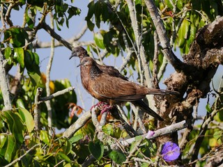 Spotted dove in natural habitat