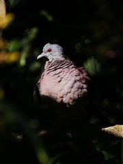 Spotted dove in natural habitat