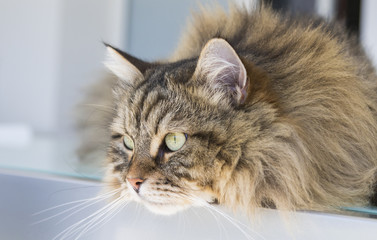Naklejka na ściany i meble Beauty cat of livestock, siberian purebred. Adorable domestic pet with long hair looking outdoor