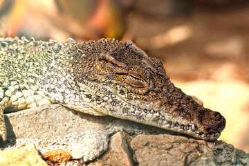 Cuban crocodile- portrait ((Crocodylus rhombifer)