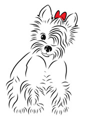 A vector illustration of a Yorkshire terrier.