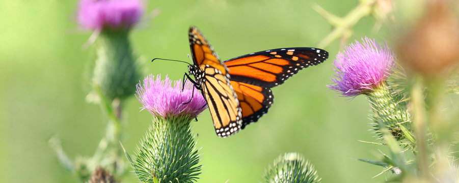 Fototapeta monarch butterfly