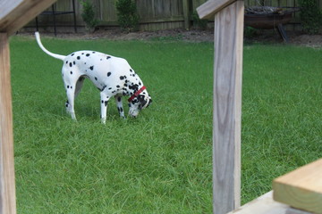 Dalamation chasing bugs in grass