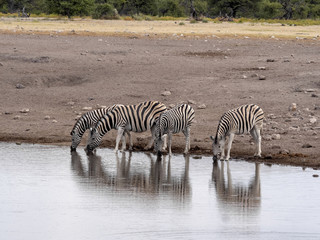 Fototapeta na wymiar Herd of Plains Zebra, Equus quagga, at waterhole, Namibia