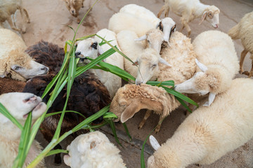 Cute funny happy sheep at outdoor garden nature field valley