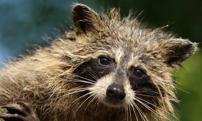 face de raton laveur