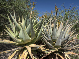 Large succulent plant, Namibia