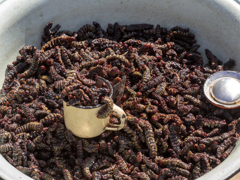 Insect larvae at the marketplace, Namibia