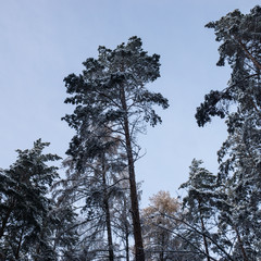 Winter Baum