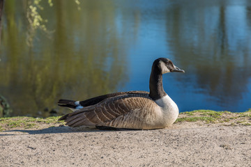 Canadian goose
