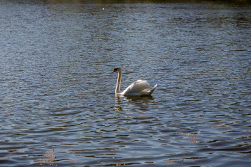 Fototapeta premium Swan in lake