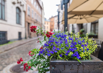 Scenery of the flower bed in the street; Riga, Latvia