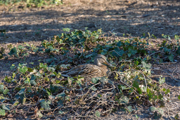 Duck in nest