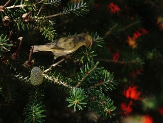 Spatz bei der Futtersuche in einer Tanne mit Tannenzapfen und roten Farben