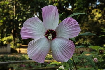 Fiore