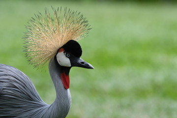 A crowned crane headshot