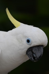 A white cockatoo