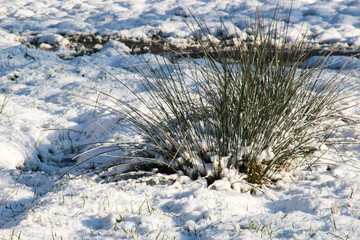Winterlandschaft mit grüner Pflanze