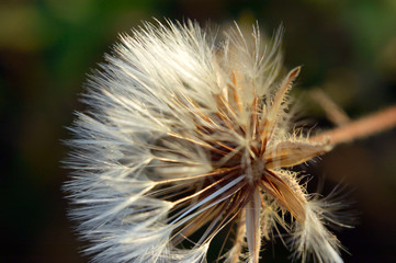 Field dandelion in autumn view close up selective focus