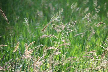 Gras im Sommer auf einem Feld