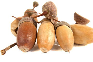 Group of oak acorns close up on white background Selective focus