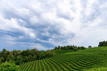 Grapes growing in vinyards near Conegliano