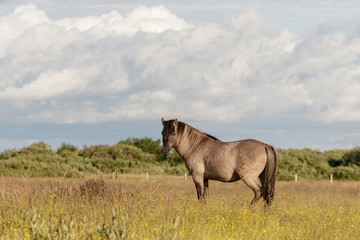 Fototapeta na wymiar beautiful wild horses graze in grasslands