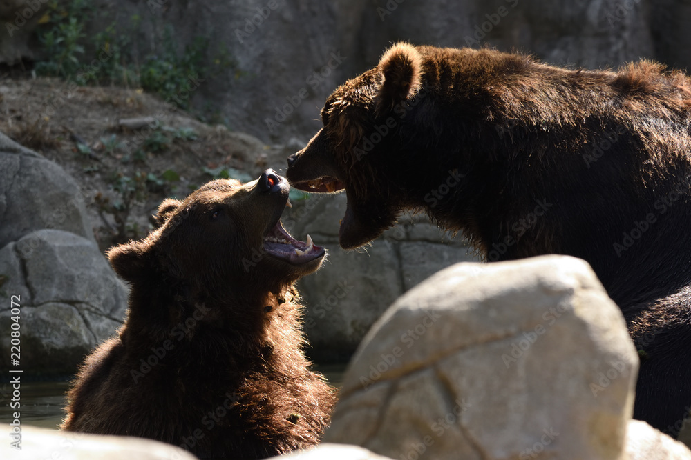 Wall mural kamchatka brown bear (ursus arctos beringianus)