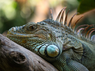 Iguane