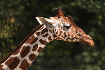 Reticulated giraffe (Giraffa camelopardalis reticulata)