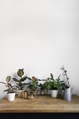 White room interior with green plants on rustic wooden table