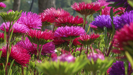 Obraz premium Red garden asters