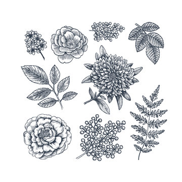 Hand drawn herb and flower set. Vintage engraved style flowers. Vector illustration