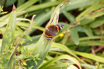 Papillon Vulcain sur une feuille