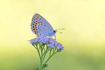 Icaro azzurro (Polyommatus icarus)