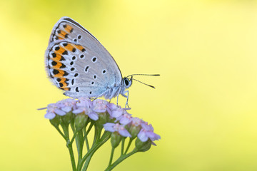 Icaro azzurro (Polyommatus icarus)