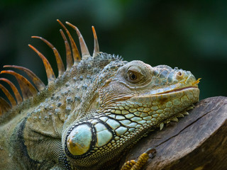 Iguane